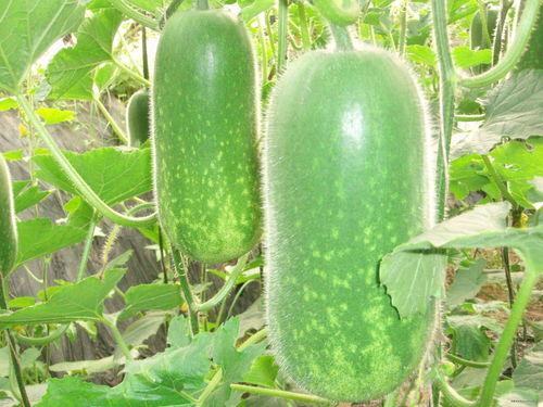 半夏吃瓜视频大全